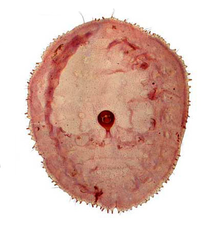   Stictococcus formicarius  
